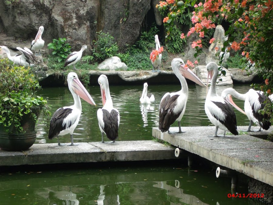 Kebun Binatang Ragunan