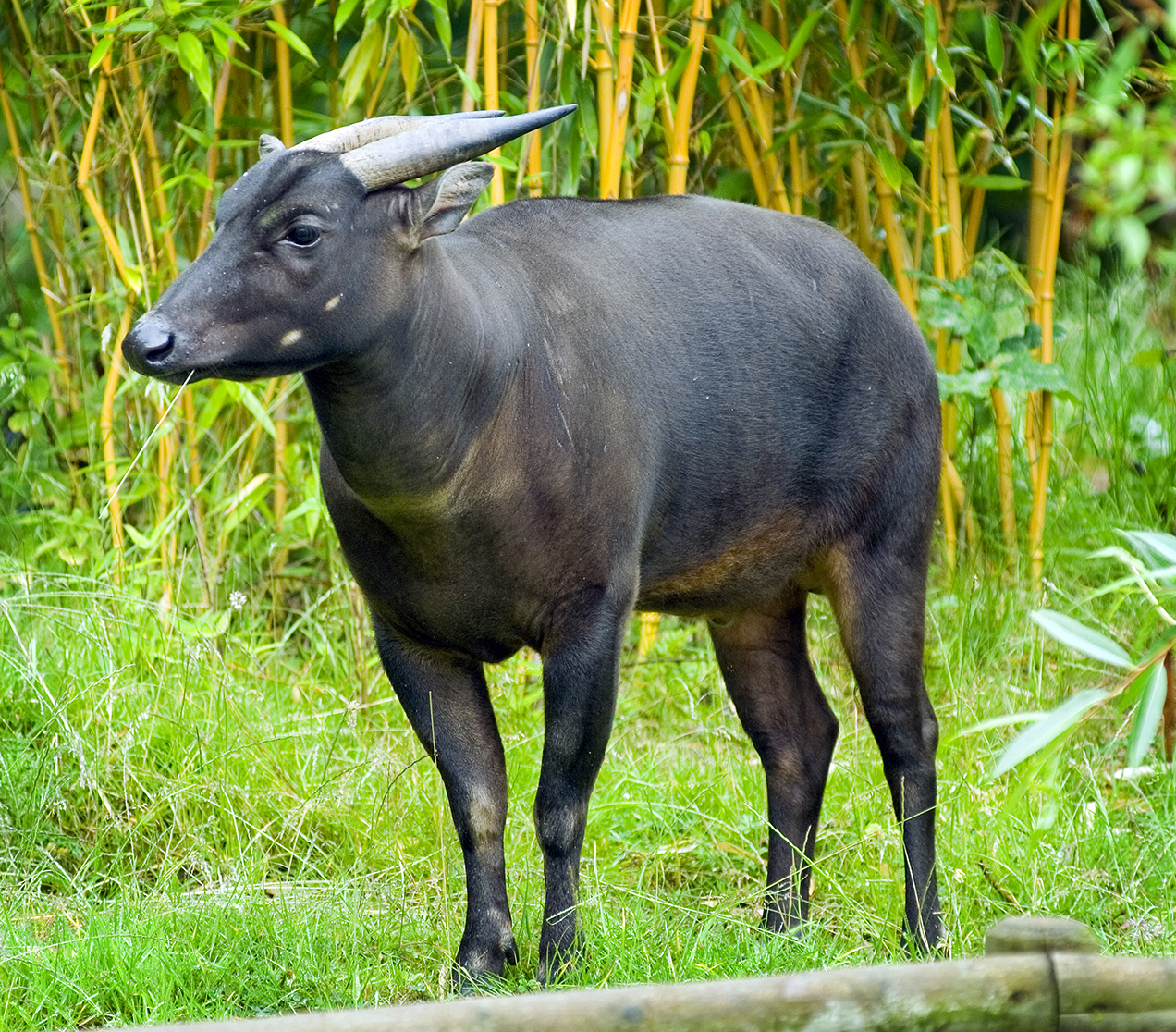 Anoa, the smalles buffalo in earth | travelfoodfashion.com