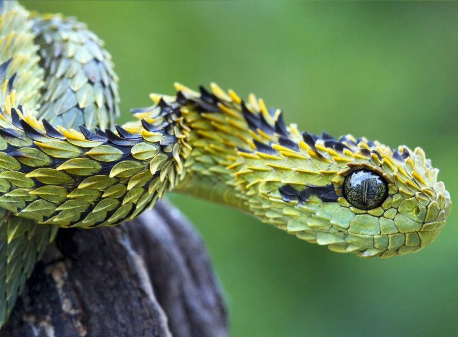 Hairy Bush Viper (Atheris hispida)