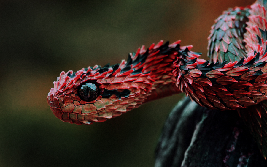 indonesian-autumn-adder-3-900x562.png