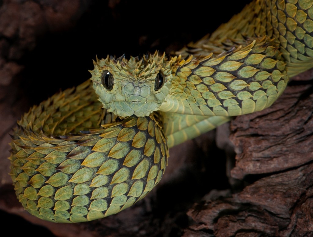 Nature Creatives - DO YOU KNOW? Indonesian Autumn Adder or Artheris hispida  is a venomous viper species endemic to Indonesia. At first, scientist  recorded that this snake is endemic to Central Africa