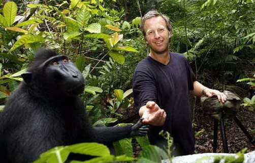 Black Sulawesi Macaques The Most Unique Ape In The World love white men