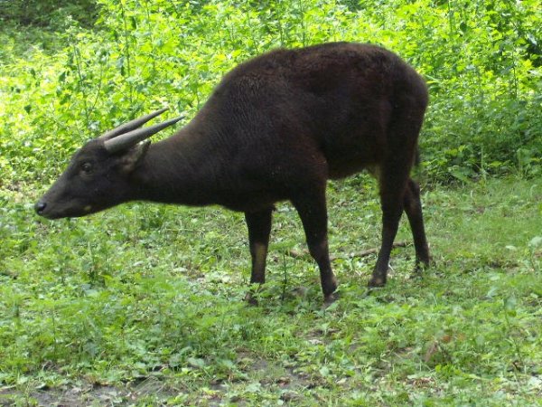 The 10 Most Rare Animals You Can Only Find In Indonesia