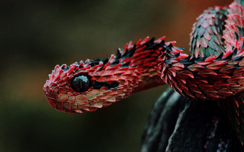 Nature Creatives - DO YOU KNOW? Indonesian Autumn Adder or Artheris hispida  is a venomous viper species endemic to Indonesia. At first, scientist  recorded that this snake is endemic to Central Africa